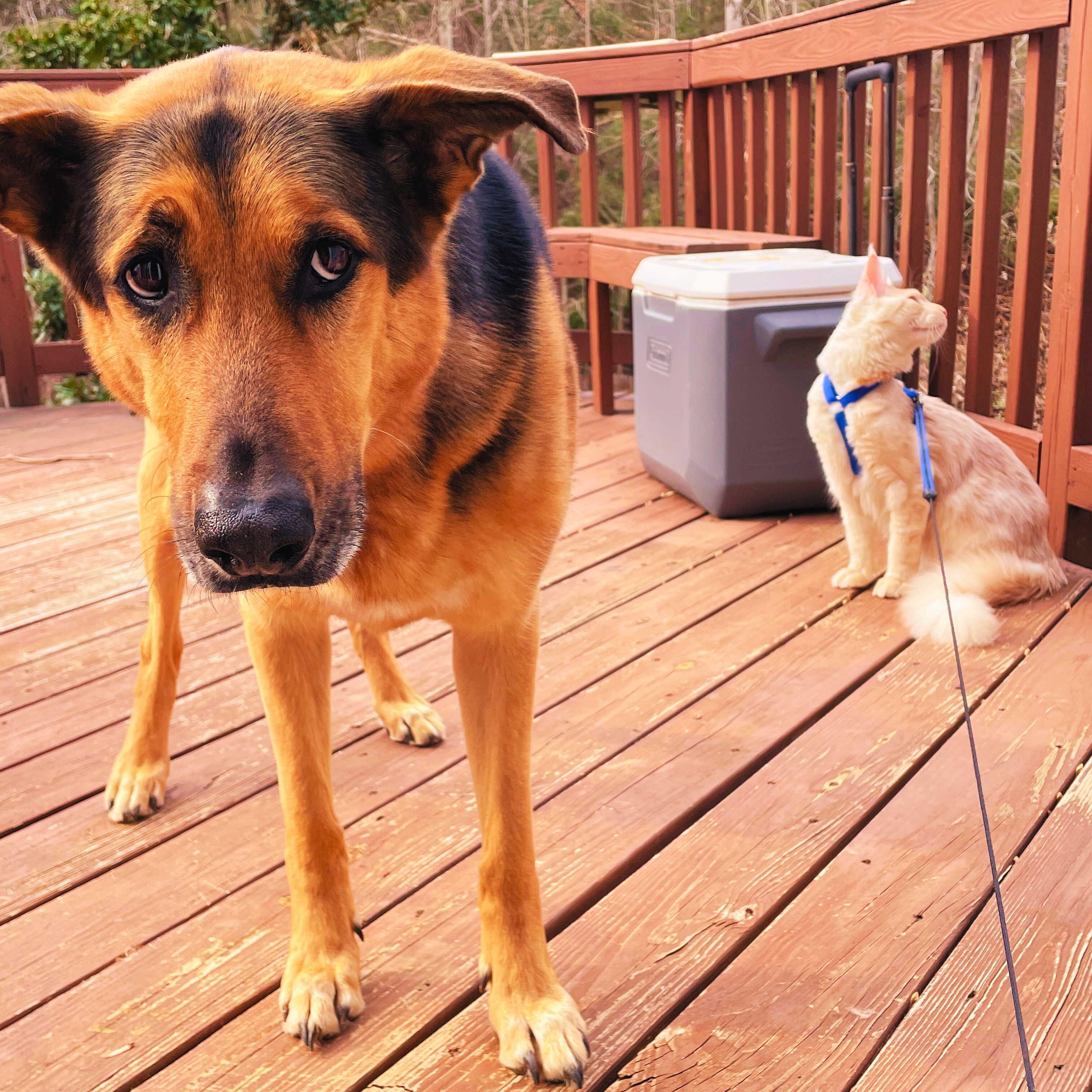 099f6436-5ecd-44f0-9fe4-e9c7e656280e