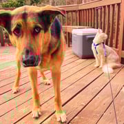 099f6436-5ecd-44f0-9fe4-e9c7e656280e