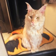 1111c736-3886-44f1-86dd-518fb0b6d796